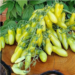 7081Т Томат Танцующие зелёные пальцы 5шт