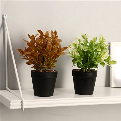 УЦЕНКА Бонсай «Руэллия», 9×20 см, без горшка, МИКС