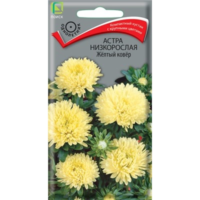 Астра Жёлтый ковер (Код: 65813)