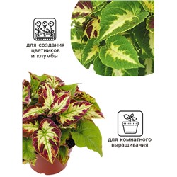 Семена цветов Колеус Визард Мозаик, 10шт