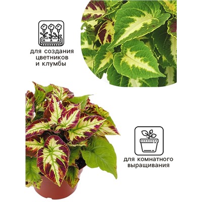 Семена цветов Колеус Визард Мозаик, 10шт