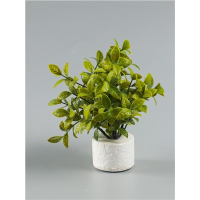 УЦЕНКА Бонсай «Руэллия», 9×20 см, без горшка, МИКС