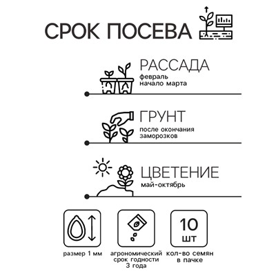 Семена цветов Катарантус Пацифика  "Бургунди" 10 шт