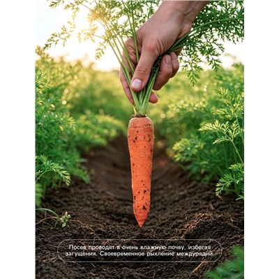 Семена Морковь «Шантенэ 2461», 5 г, «Агросс»