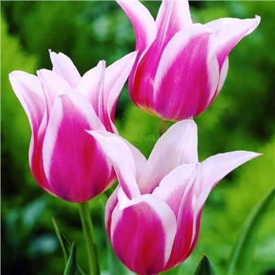 Тюльпан Баллада 11/12 3шт СдС