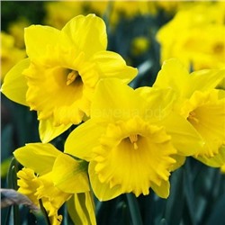 Нарцисс Датч Мастер 12/14 2штСдС