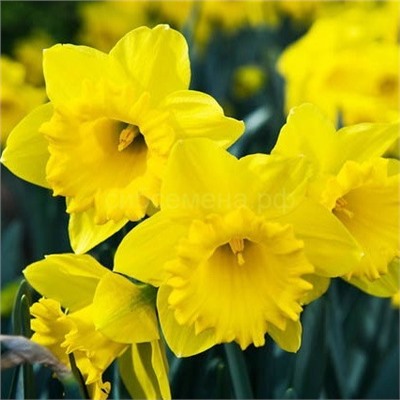 Нарцисс Датч Мастер 12/14 2штСдС