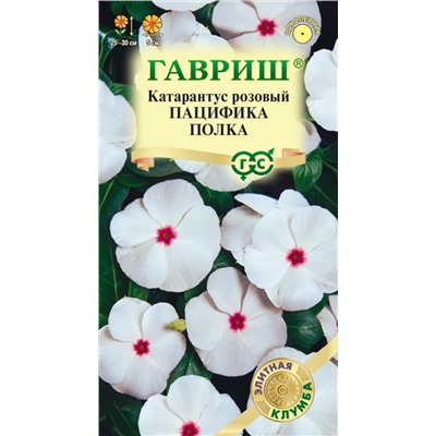 Катарантус Пацифика Полка (Гавр)