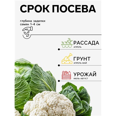 Семена Капуста цветная «Сноуболл 123» 0.3 г, «Агросс»
