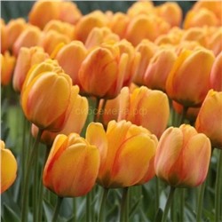 Тюльпан Блашинг Апельдорн 11/12 3шт СдС