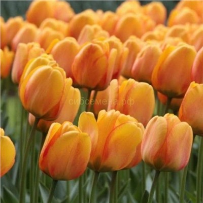 Тюльпан Блашинг Апельдорн 11/12 3шт СдС