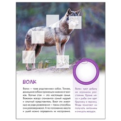 Мир животных с наклейками. Кто живёт в лесу?