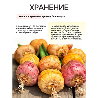 Гладиолус Тубергена "Шарм", р-р 10+, 7 шт,
