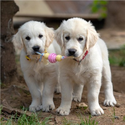 Игрушка жевательная Пижон Premium на верёвке, 3 элемента, термопластичная резина, МИКС