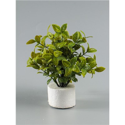 УЦЕНКА Бонсай «Руэллия», 9×20 см, без горшка, МИКС