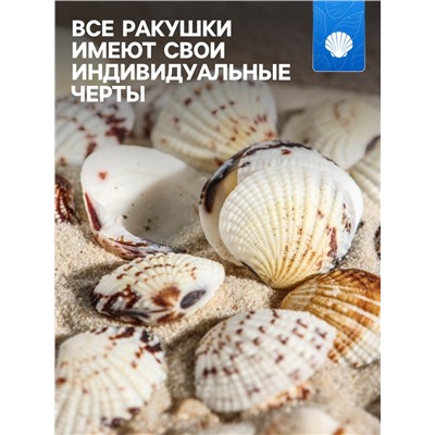 Набор ракушек, 2.5 - 4 см, 100 г
