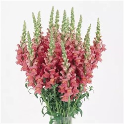 5210D Антирринум (Львиный зев) Кул Роуз 10шт