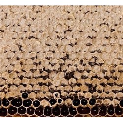 Мед в сотах Гречишный в рамке от 1,5 до 2 кг (проставлять количество в рамках)