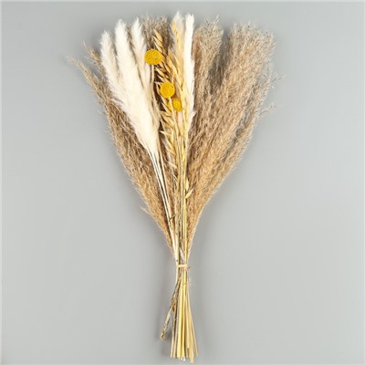 Сухоцветы «Сказка», набор из 4 видов, 48×16×6 см