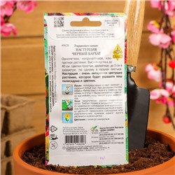 Семена цветов Настурция «Черный Бархат», 9 шт., «Дом семян»