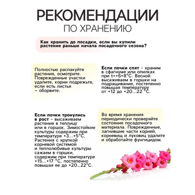 Гладиолус примуловидный "Атом", р-р 10+, 7 шт,