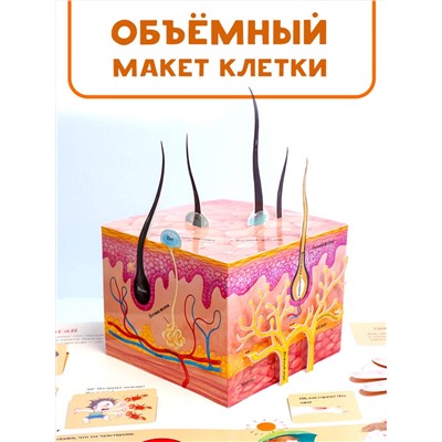 АСТ Сушкова М.В. "Все секреты человека"