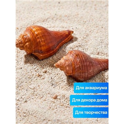 Ракушка декоративная, длина 5-6 см, ширина 4 см