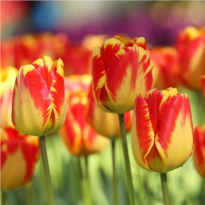 Тюльпан Банья Лука 11/12 3шт СдС