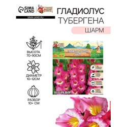 Гладиолус Тубергена "Шарм", р-р 10+, 7 шт,