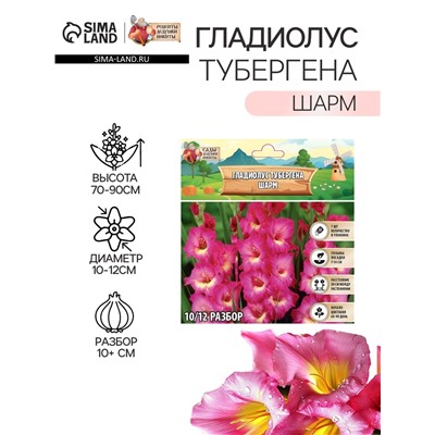 Гладиолус Тубергена "Шарм", р-р 10+, 7 шт,