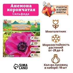 Анемона корончатая "Сильфида", р-р 6/7, 10 шт, Весна 2025