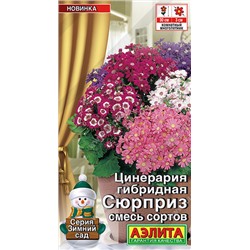 Цинерария Сюрприз комнатная Аэлита