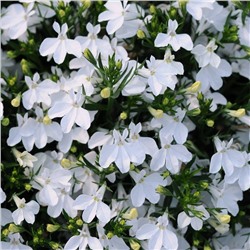 5236D Лобелия эринус Ривьера Вайт 5шт
