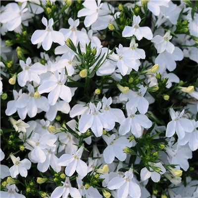 5236D Лобелия эринус Ривьера Вайт 5шт