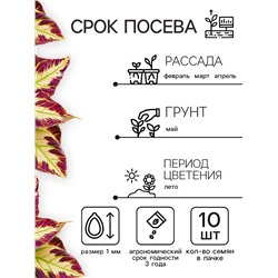 Семена цветов Колеус Визард Мозаик, 10шт