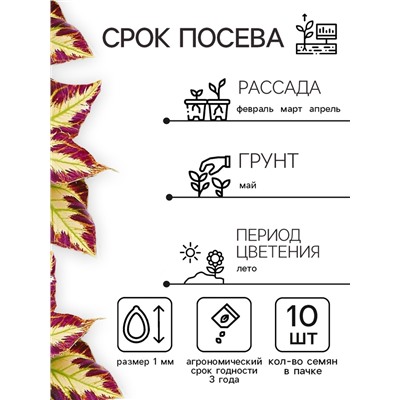 Семена цветов Колеус Визард Мозаик, 10шт
