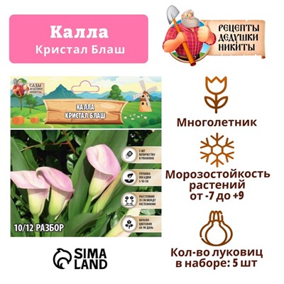Калла "Кристал Блаш", р-р 10/12, 5 шт, Весна 2025