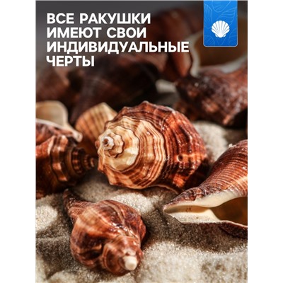 Набор ракушек, 5 - 7 см, 100 г