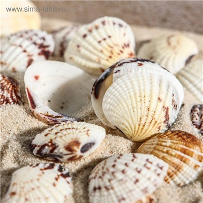 Набор ракушек, 2.5 - 4 см, 100 г