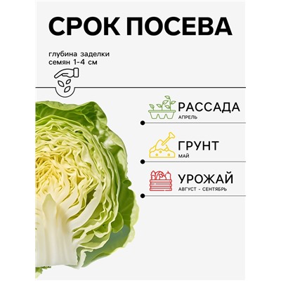 Семена Капуста белокочанная, «Гальватрон», F1, 10 шт., Seminis, «Агрос»
