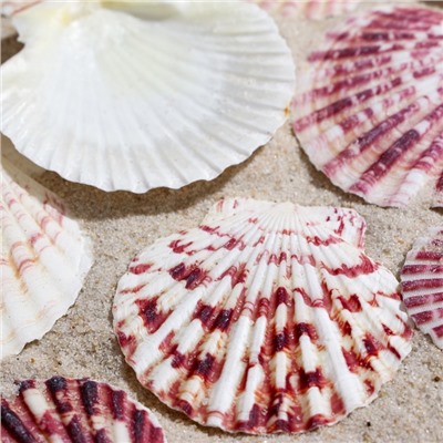 Набор ракушек «Гребешок пуксидатус», размер 4 - 6 см, 100 г