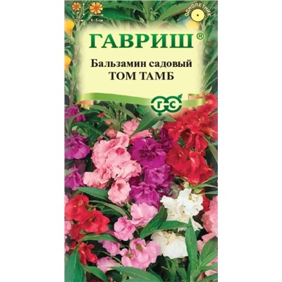 Бальзамин Том Тамб Гавриш