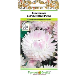 Гелихризум Серебряная роза (НК)