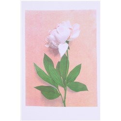 Футболка АПРЕЛЬ, 985885