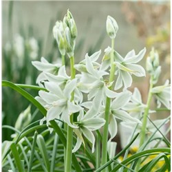 Орнитогалюм Нутанс 6/+ 6шт СдС