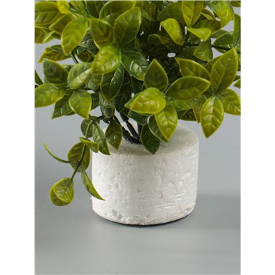 УЦЕНКА Бонсай «Руэллия», 9×20 см, без горшка, МИКС