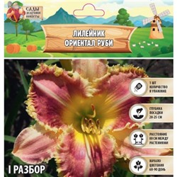 Лилейник "Oriental Ruby", р-р I, 1 шт, Весна 2025