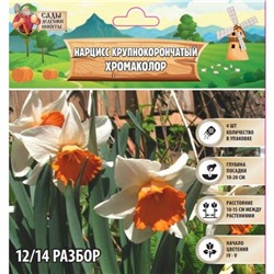 Нарцисс крупнокорончатый Хромаколор, р-р 12/14, 4 шт, Весна 2025