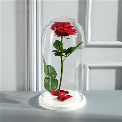 Стеклянный купол-клош на деревянной подставке «Венсан», 30×15 см, белый