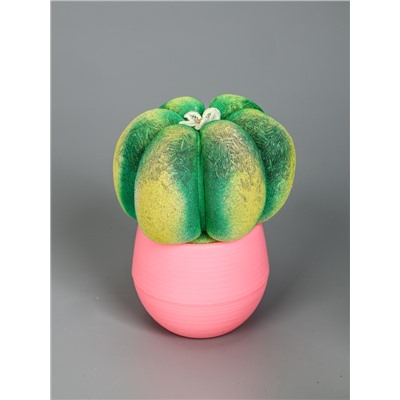 УЦЕНКА Растущий подарок травка Экоживчик «Кактус Астрофитум» МИКС